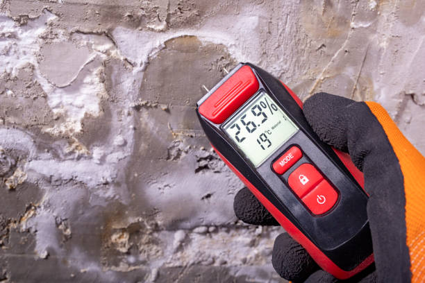 Best Black Mold Removal  in Garden Grove, FL