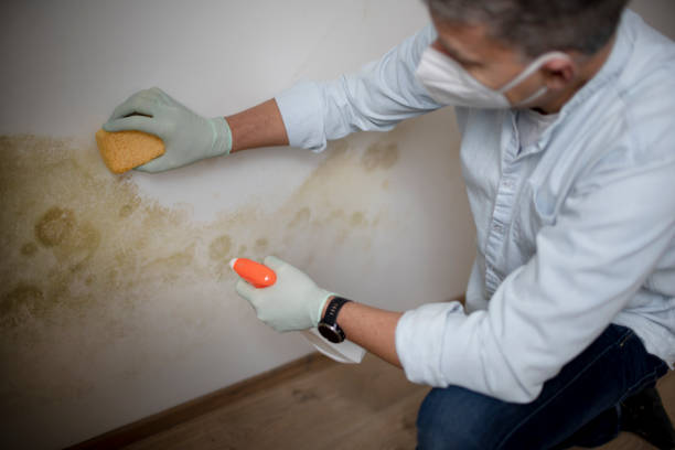Best Attic Mold Removal  in Garden Grove, FL