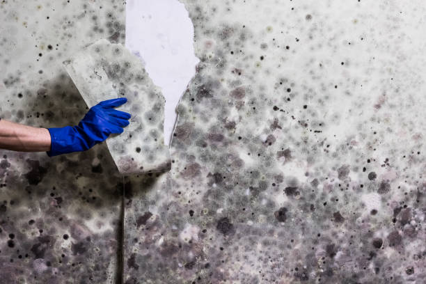 Best Emergency Mold Removal  in Garden Grove, FL