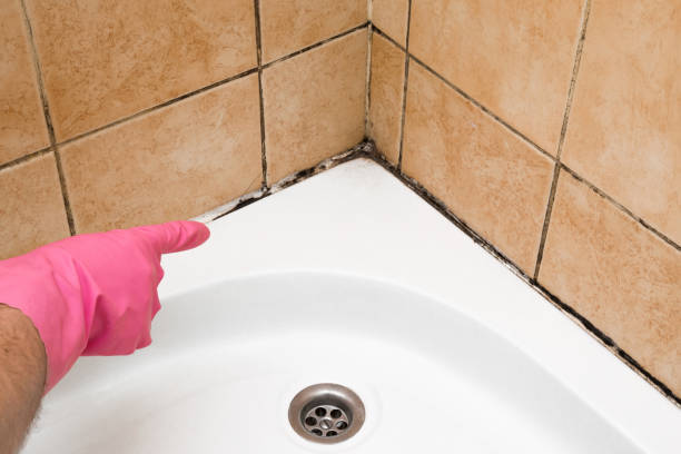 Best Fast Mold Removal  in Garden Grove, FL